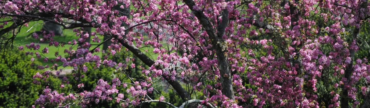 The Wedding Website of Bailey Bickley and David Imbordino