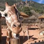 Cheyenne Mountain Zoo