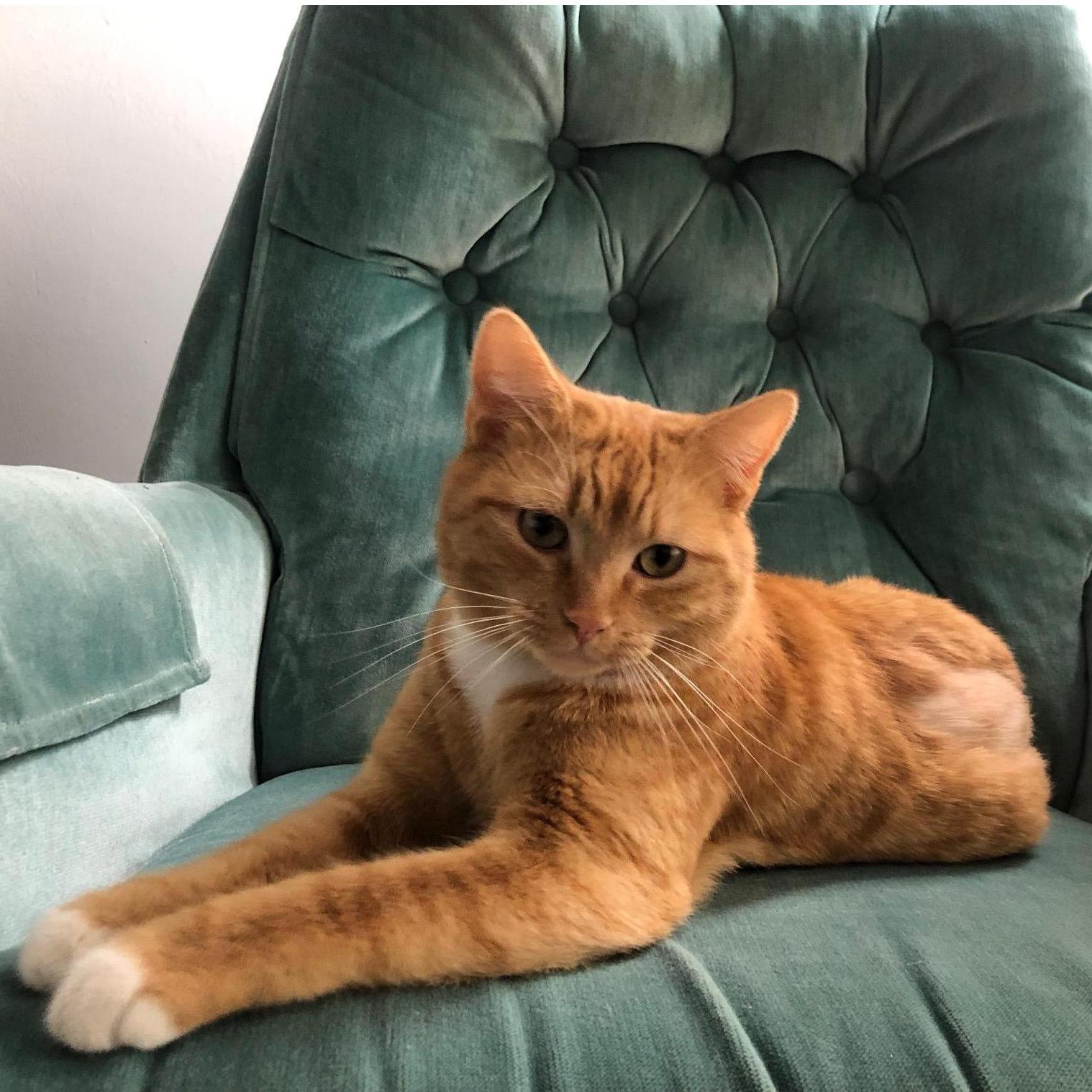 The cat, the myth, the legend. Reggie.