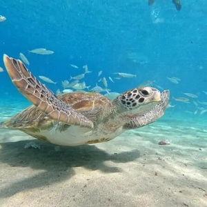 Honeymoon Swim with Turtles