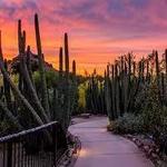 Desert Botanical Garden