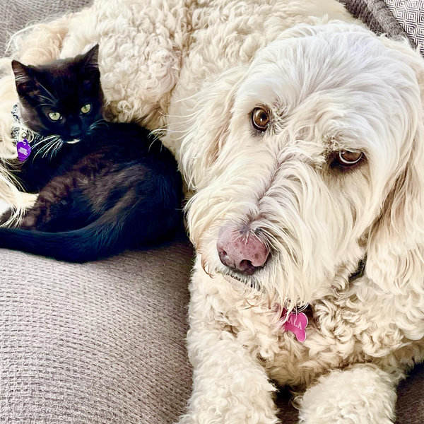 Year's Supply Of Pet Treats
