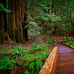 Gualala River Redwood Park