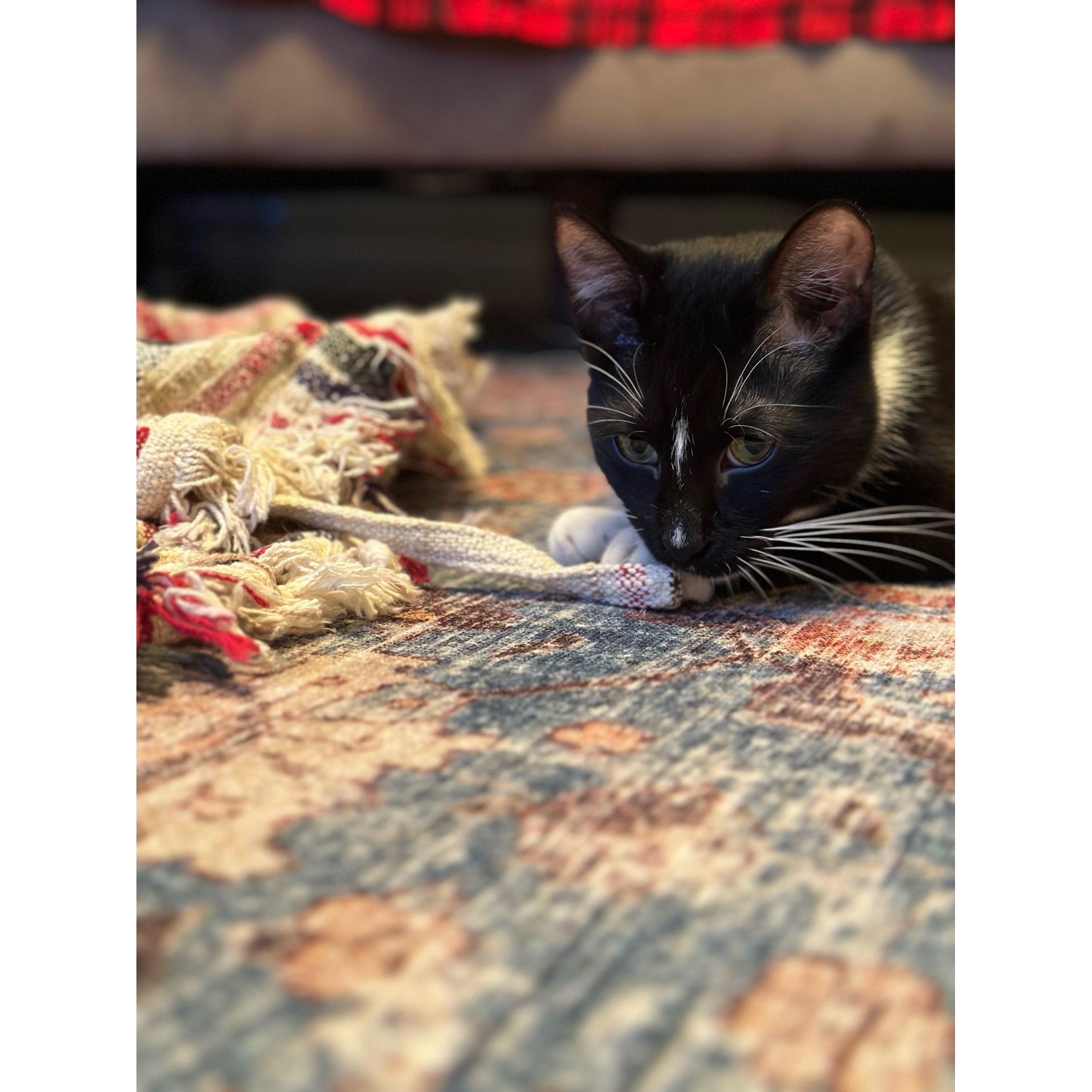 Gizmo's first Christmas!