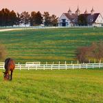 Thoroughbred Farm tours