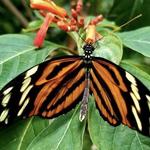 Butterfly Pavilion