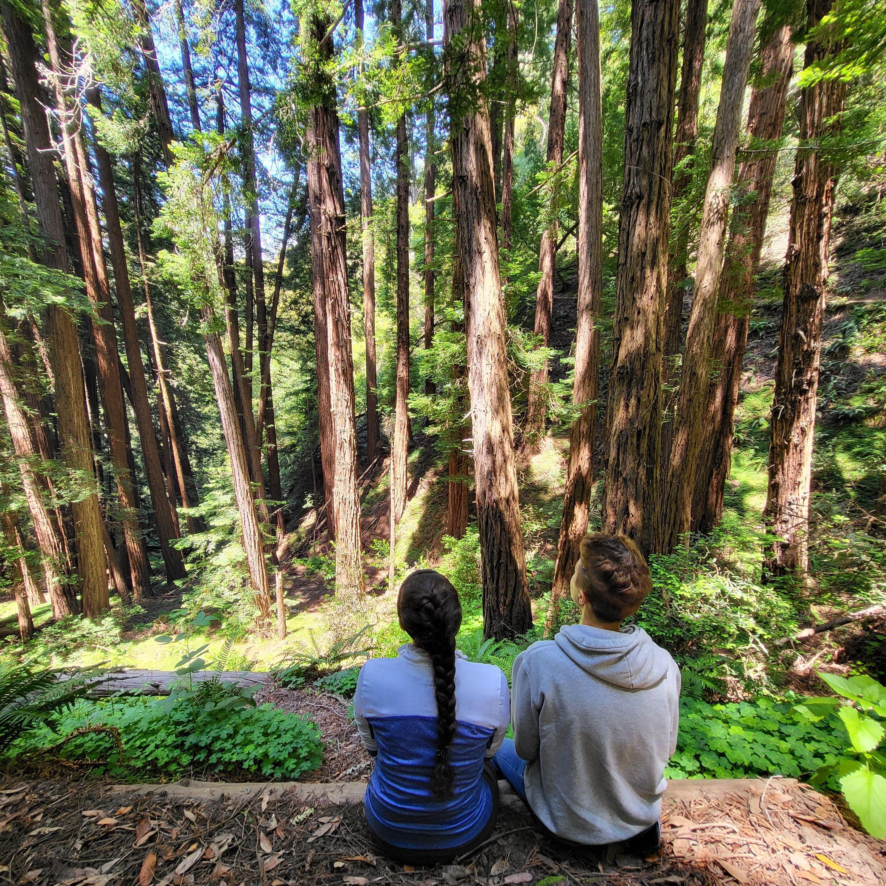 Muir Woods Park, Mill Valley, CA