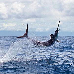 Bazaruto Fishing Excursion