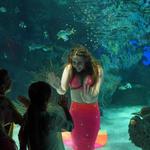 Ripley's Aquarium of the Smokies