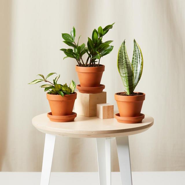 Tough Stuff Plant Collection