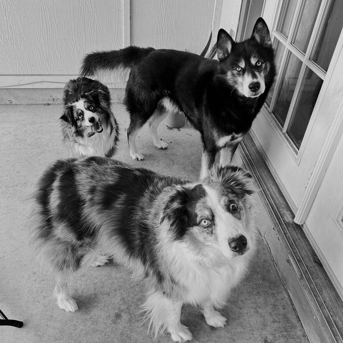 Our precious babies.