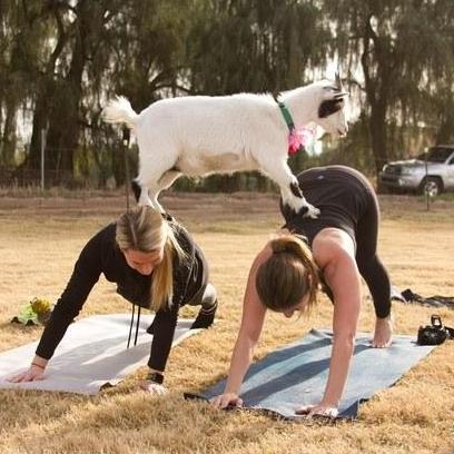 Goat Yoga