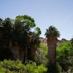 Fortynine Palms Oasis Trail