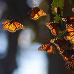 Monarch Butterfly Grove