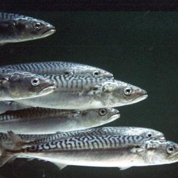 2-hour mackerel fishing tour