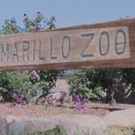 Amarillo Zoo