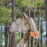 International Falconry Academy