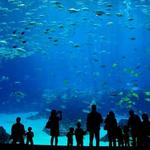 Shedd Aquarium