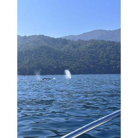 Whales and dolphins from the boat excursion!
