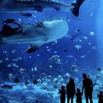 Georgia Aquarium