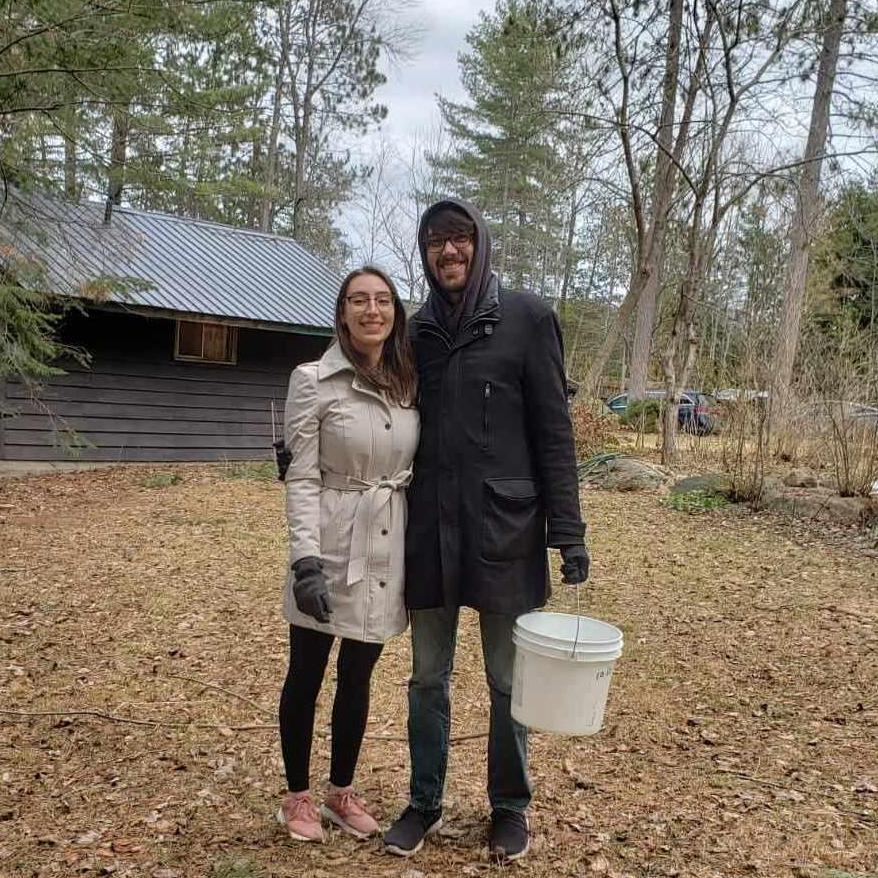 Tapping trees for maple syrup