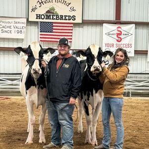 Show Cows