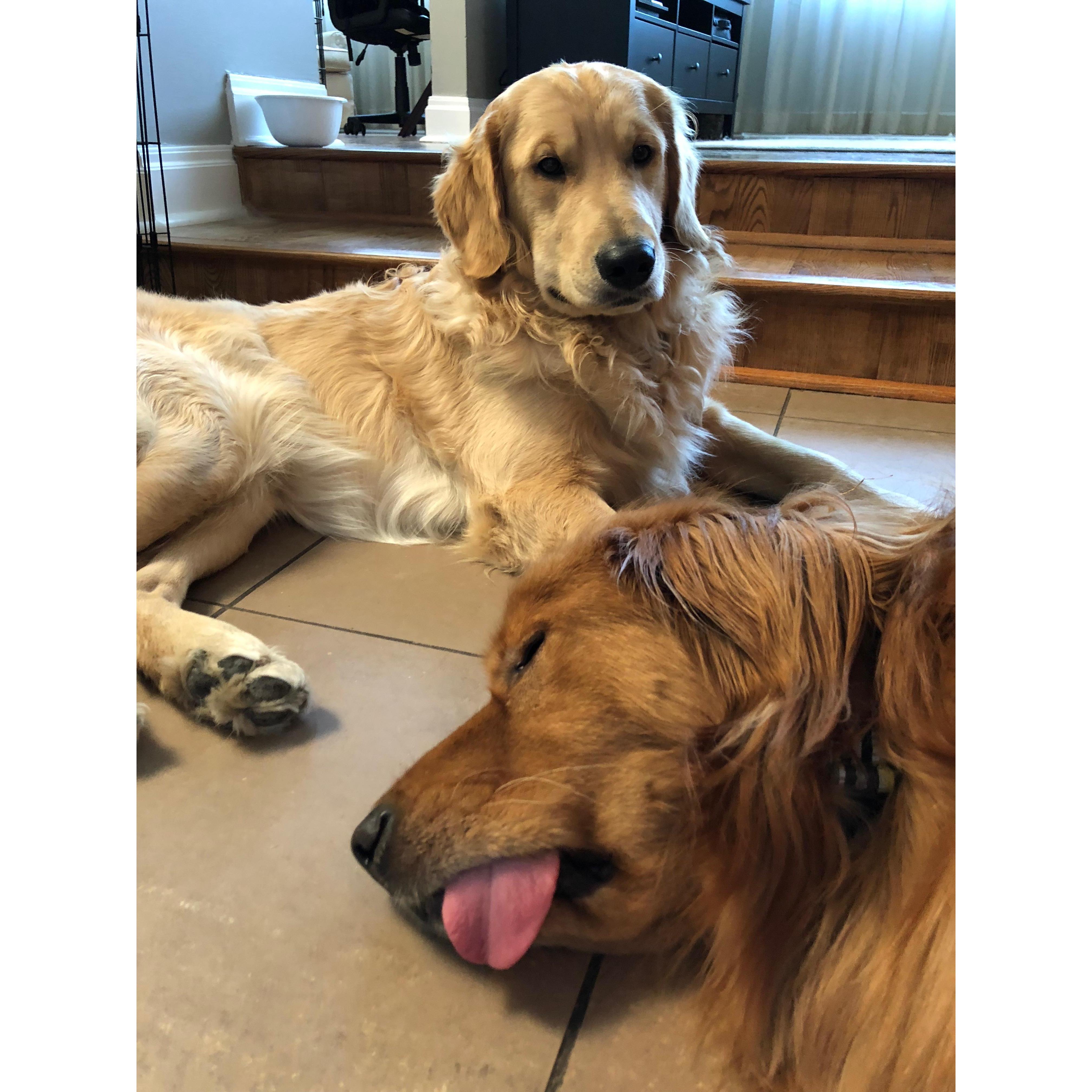 Our silly goldens, Connor and Boone.