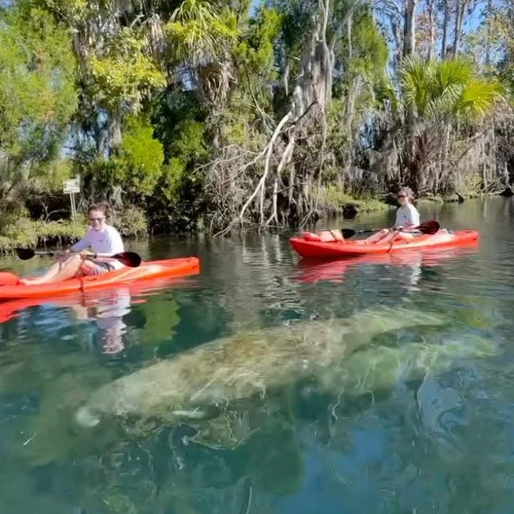 Kayaking with Manatees