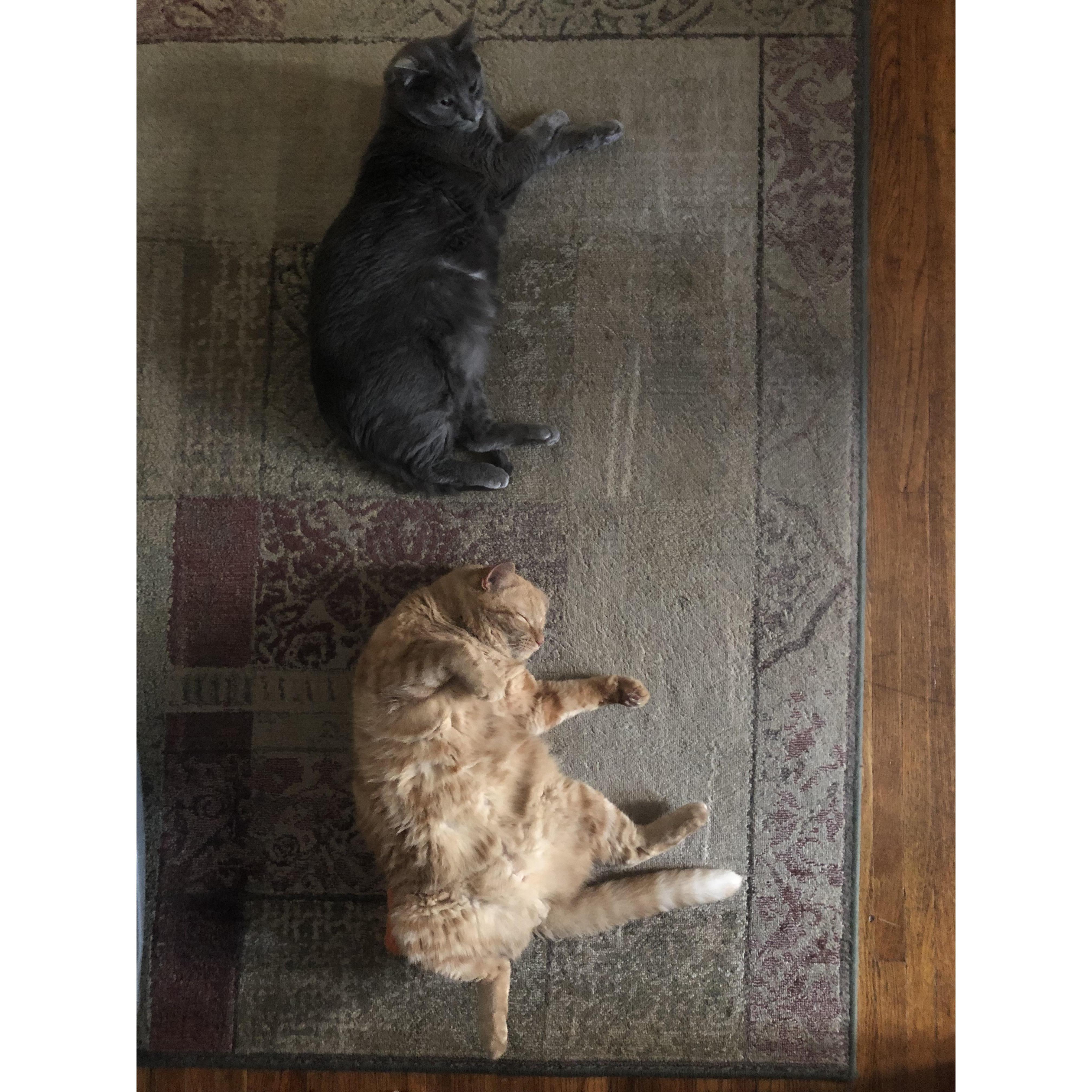 Fig and Clifford. Fig is Carly's cat, who made the move to MN from D.C. & Clifford was adopted spontaneously because Carly and Shane thought Fig needed a workout partner.