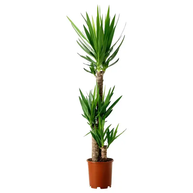 YUCCA ELEPHANTIPES Potted plant, Spineless yucca, 3-stem, 9 ½ "