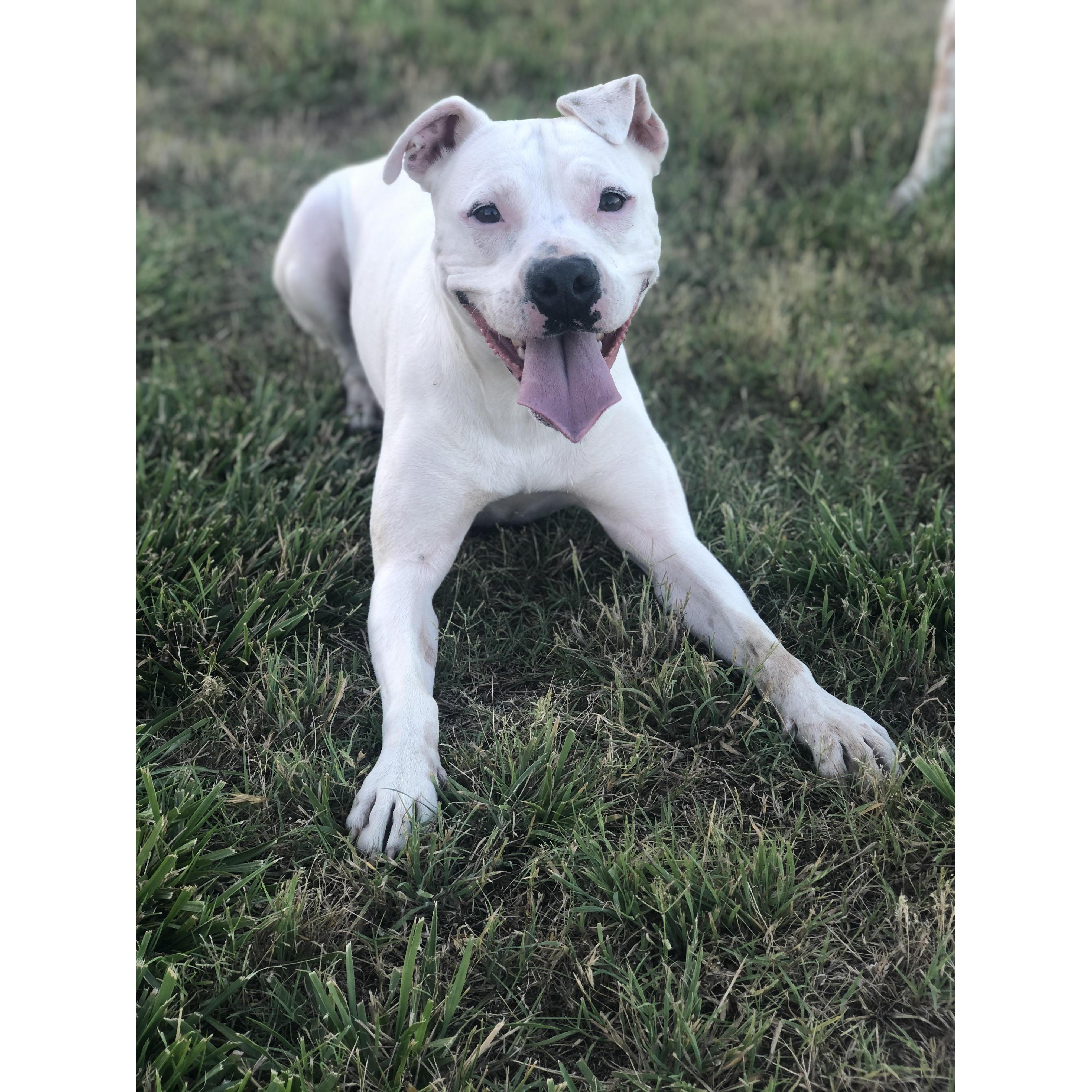 Meet Maya, our 2-year-old Boxer mix.