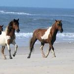 Assateague State Park