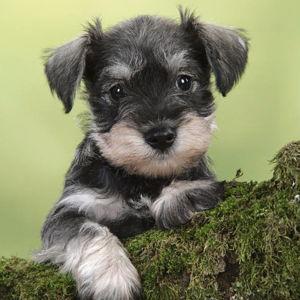 Puppy Fund