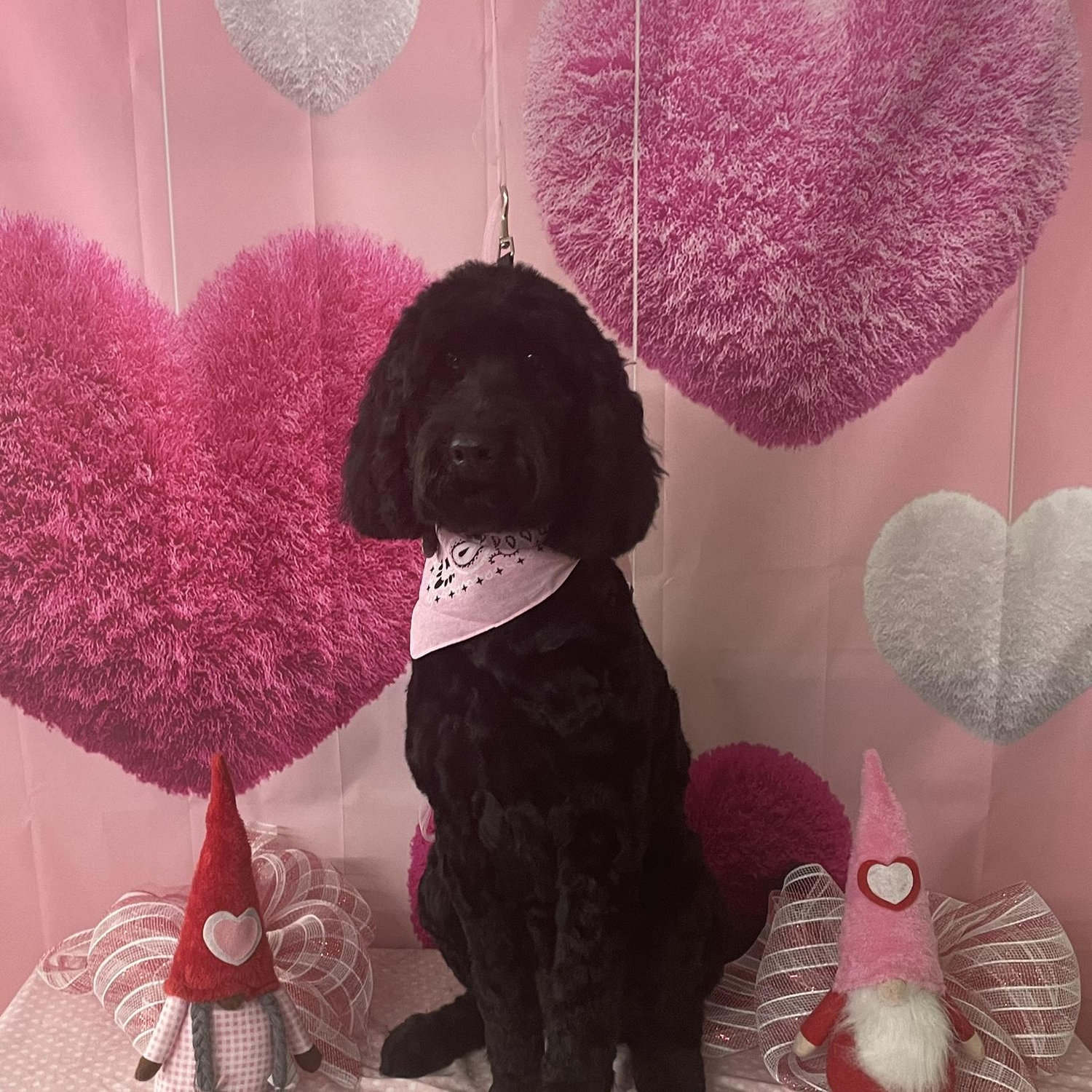 Our fur baby Mia!💕🐾