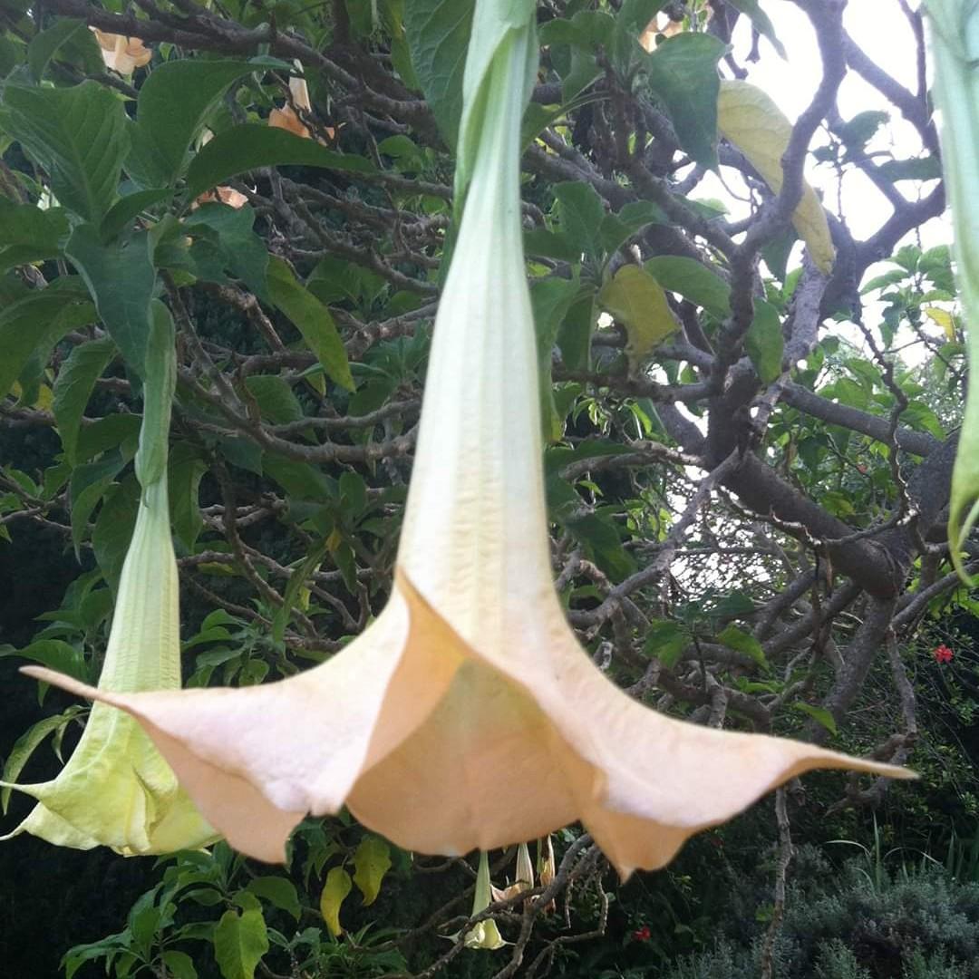Taken at Kula Lodge