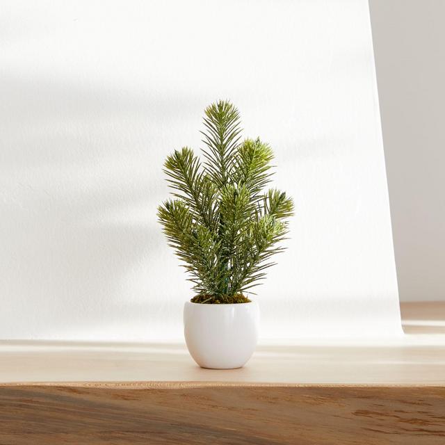 Potted Mini Pine Tree