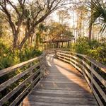Corkscrew Swamp Sanctuary Boardwalk