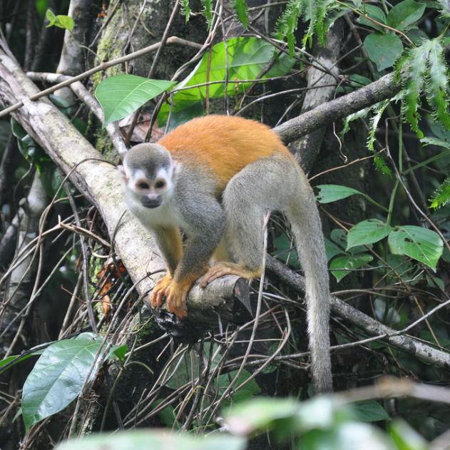 Mono Ardilla Colorado (rafaelandresus eduardoarturus)