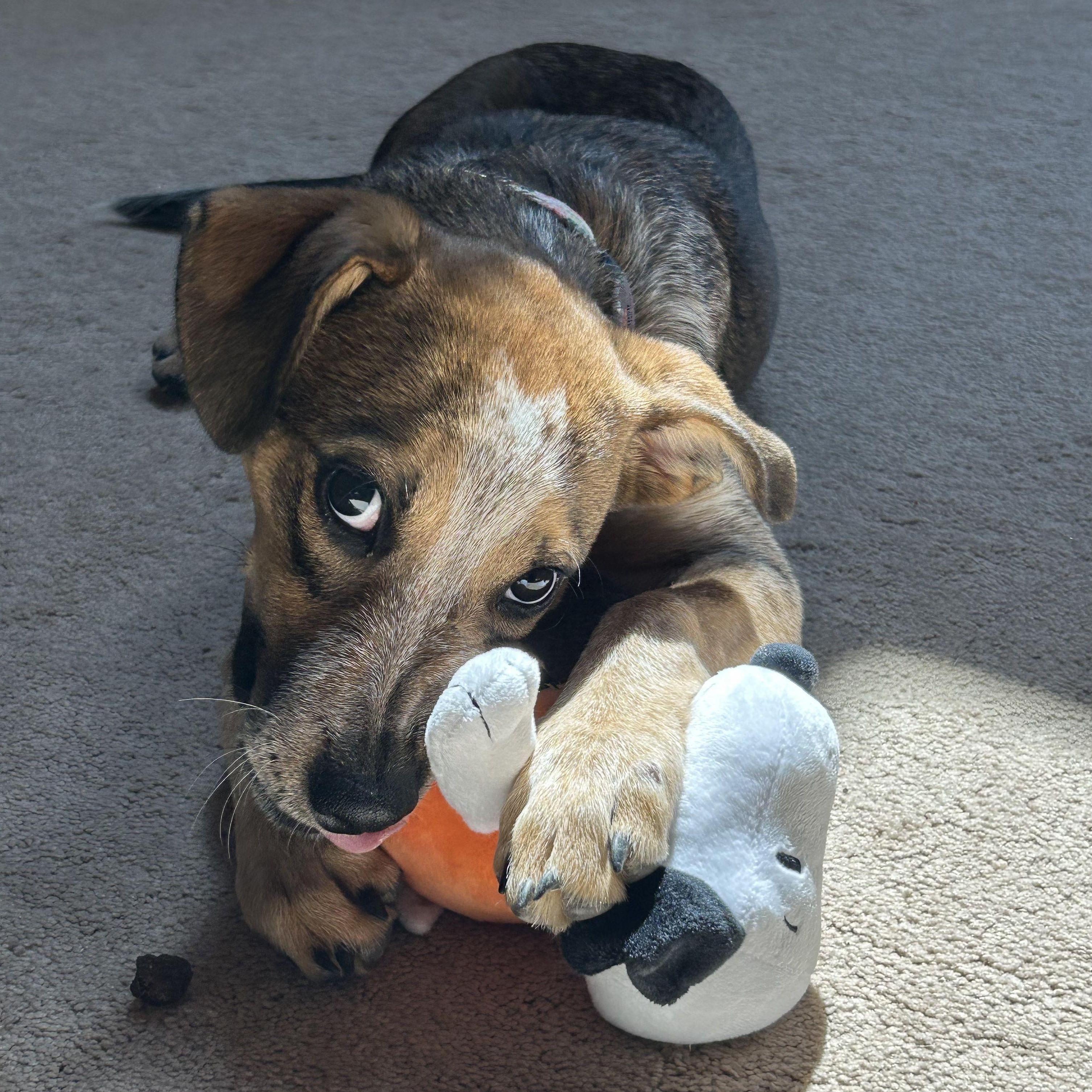 Rosie, our lil' girl!