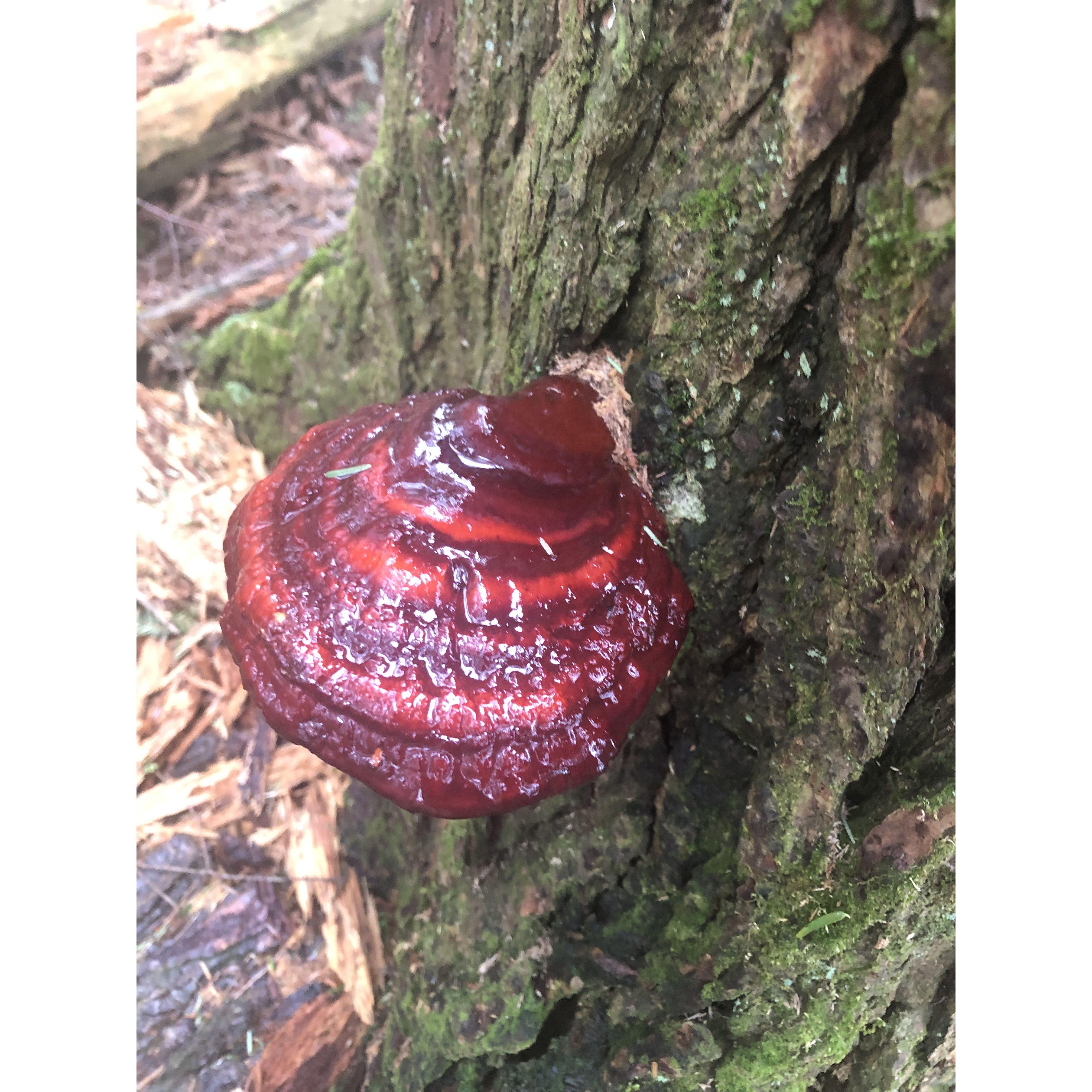 Reishi