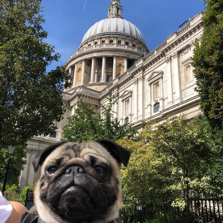 Our Pug Our City