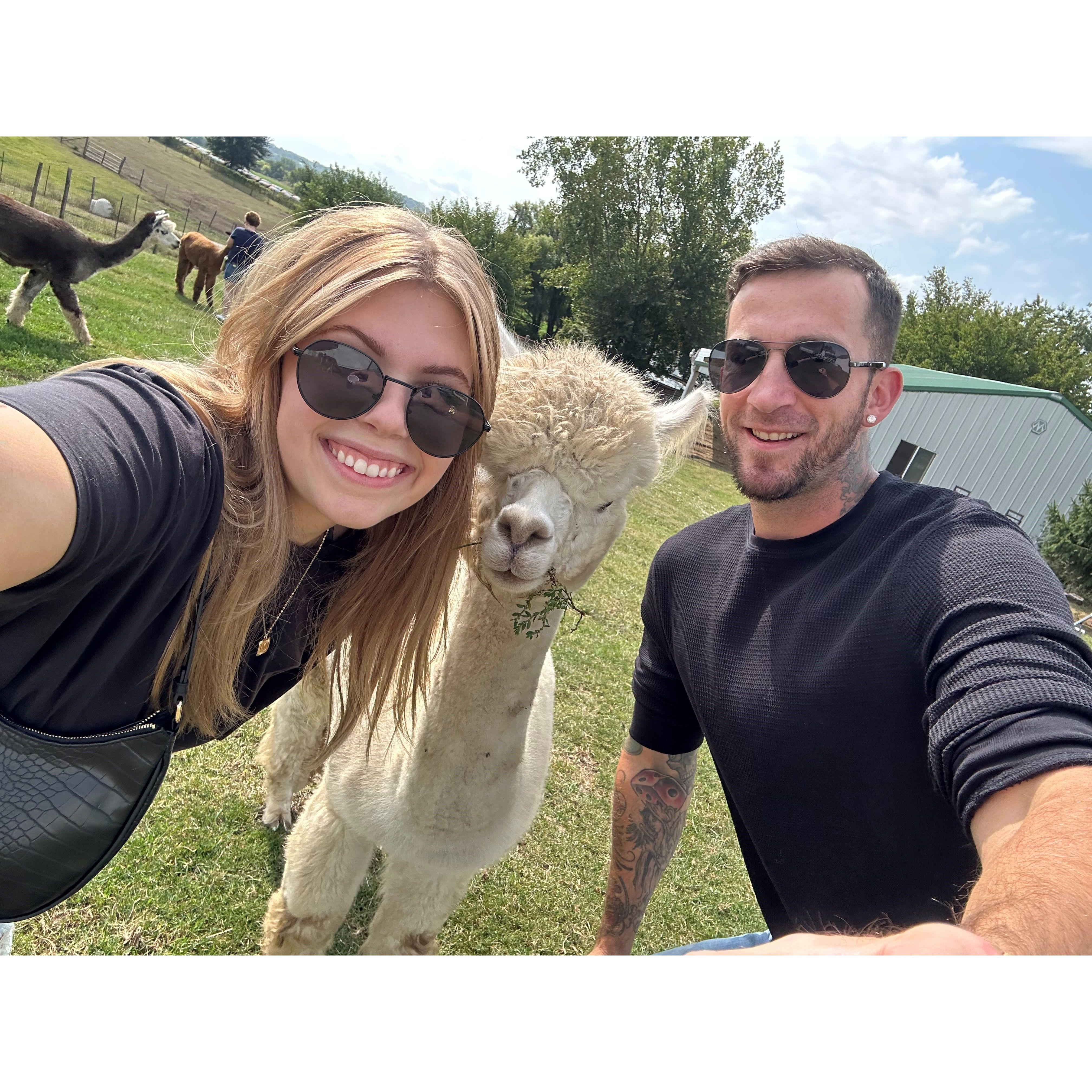 alpha farm
