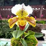 Phipps Conservatory and Botanical Gardens