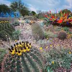 Desert Botanical Garden