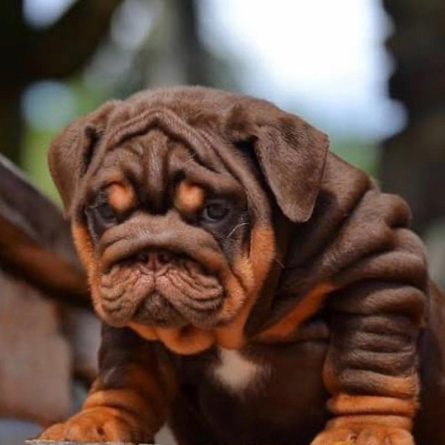 Our New Puppy