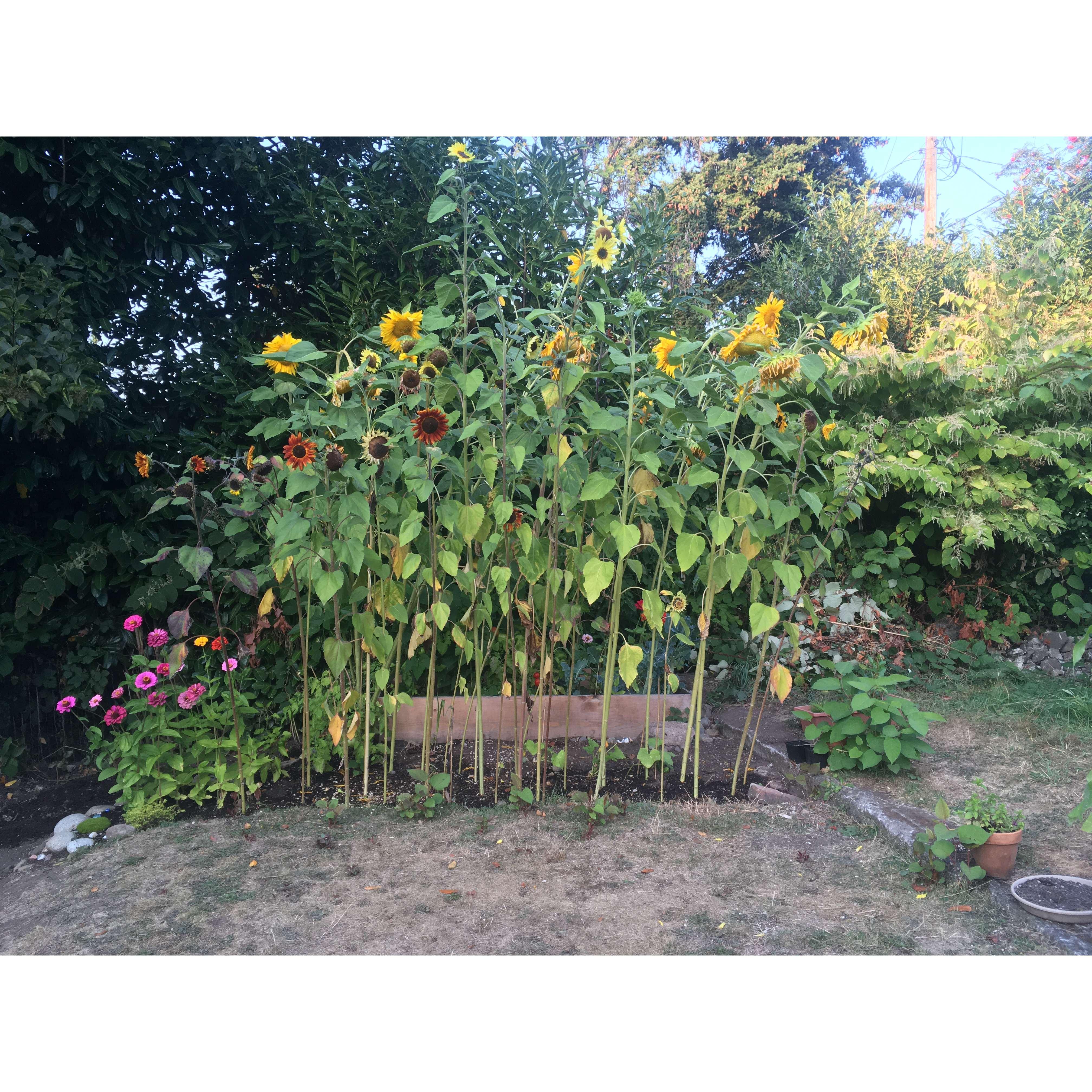 Our garden all grown up <3