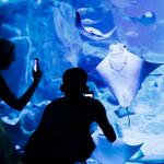 Jenkinson's Aquarium
