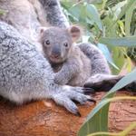 Cleveland Metroparks Zoo