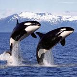Whale Watching Tour