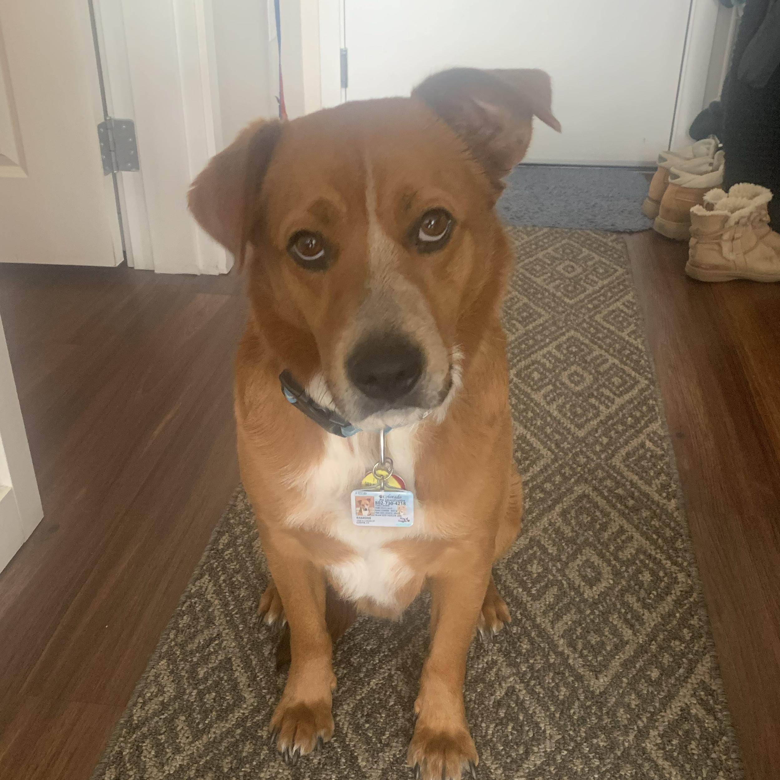 Pet Sitting For Our Honeymoon